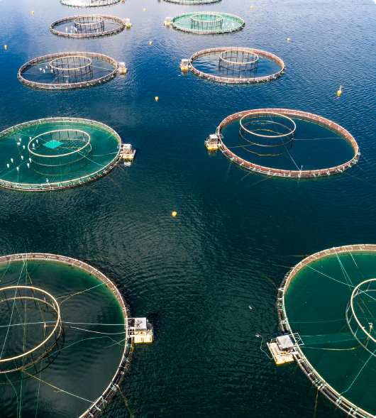 Fish Farm Cages